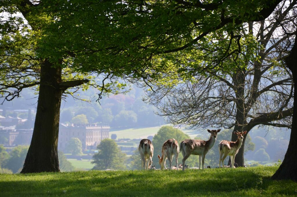 Deer