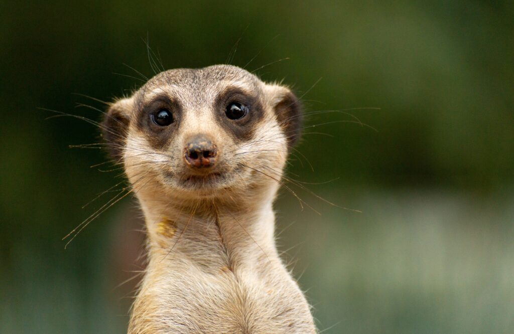 Meercat looking at the camera