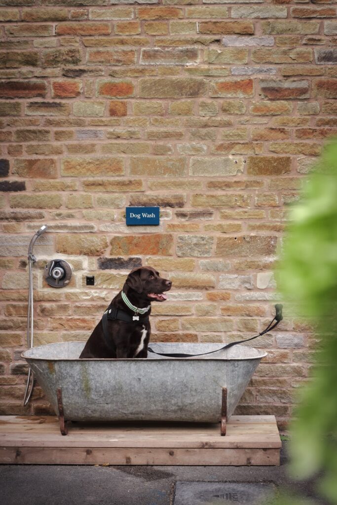 Labrador in dog bath