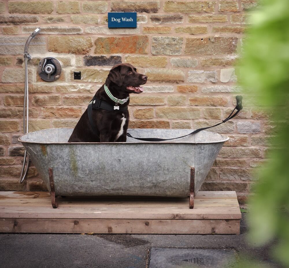 Labrador in dog bath