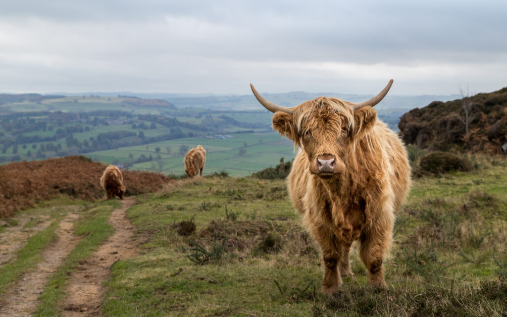 Cows in a field on baslow edge