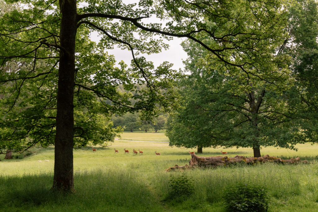 Deer in Chatsworth Park woodland